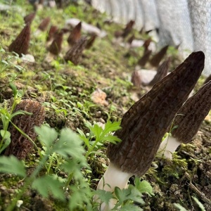 羊肚菌生长情况
