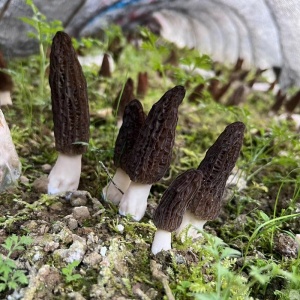 羊肚菌生长情况