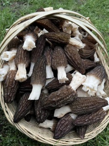 刚采摘的羊肚菌