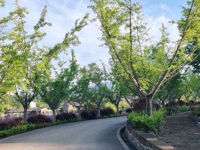 通往民宿的林荫道